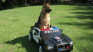 GSD Police Dog