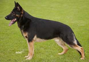 Bi-Colored or Almost Black Marked GSD