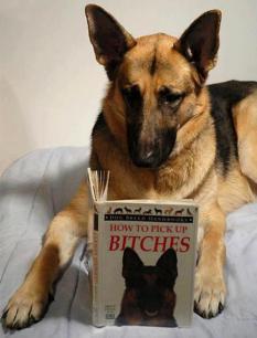 GSD Bitches