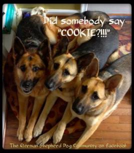 Did You Say "Cookies"