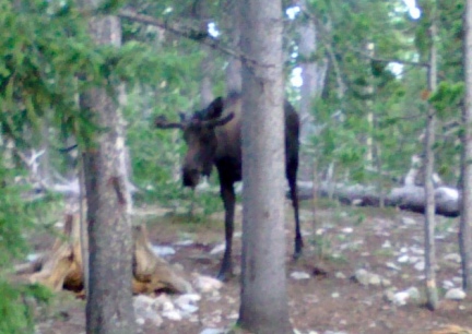 Campside Moose  2014-06-03