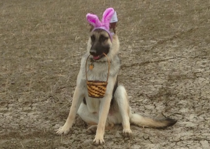 Easter Titus German Shepherd Dog  2014-03-30