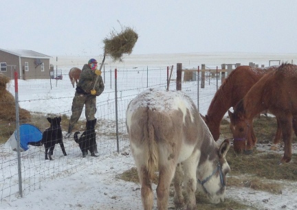 Marna Black German Shepherd Dogs Farm Work 2014-02-04