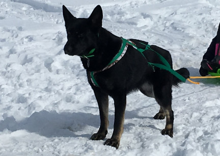 Tabaliah in Harness On Snow 2018-02-28