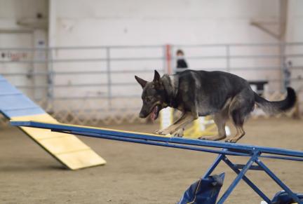 Sable GSD Agility Dog Sea Saw or Teeter Totter Equpiment